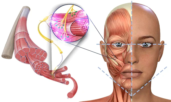 EMSculpt GFOUK™ Schlafendes V-Gesicht Schönheitsgerät