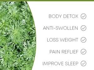 HealthXP™ Wormwood Detox Pads