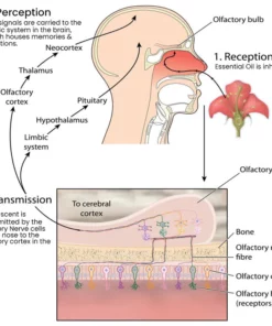 Oveallgo™ LUDGAR Lure Pheromone Men Perfume