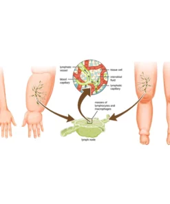 flysmus™ Carly Mineral Detoxify Bangle