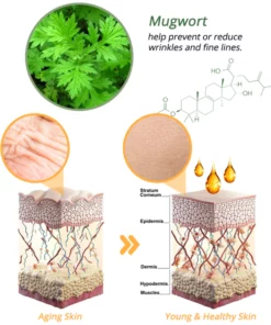 flysmus™ CurvaLux Enhancement Herbal Patch