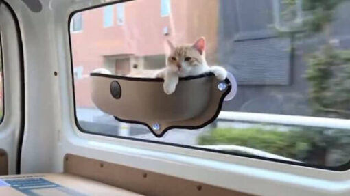 Кровать с окном в виде кошки