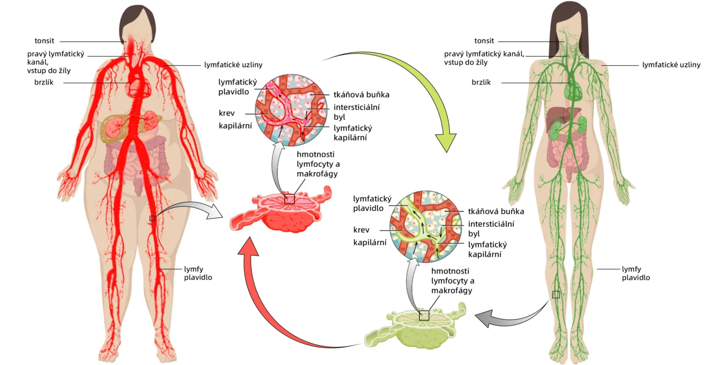 GGPM™ Včelí Jed Lymfatická Drenážní Redukční Náplast