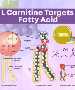 Microneedling LipidReduction Patch