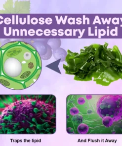 Microneedling LipidReduction Patch