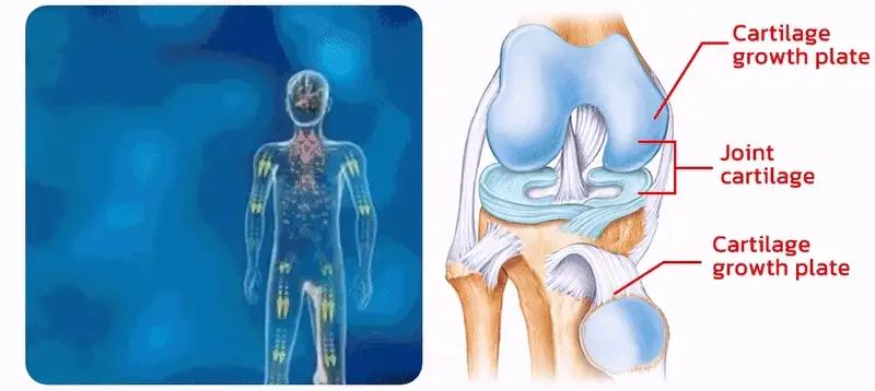 GFOUK™ DeerAntler Joint and Bone Therapy Balm 
