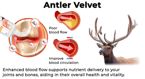 Fivfivgo™ DeerAntler Gelenk- und Knochentherapie-Balsam