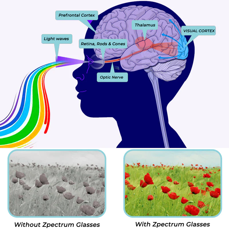 GFOUK™ Zpectrum Colorblind Glasses