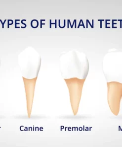 Oveallgo™ Shark Cartilage Protein Dental Regeneration Gel