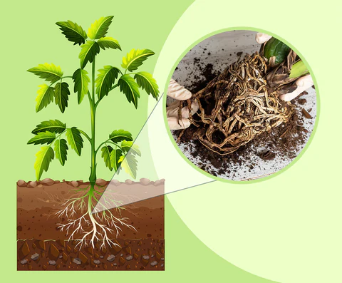 Fivfivgo™ HyperGrowth-Pro Plant Growth Hormone