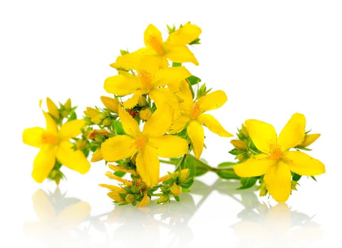 Organyske Herbal Lung Repair Neusspray: Krêftige Lung Clearing en Repair