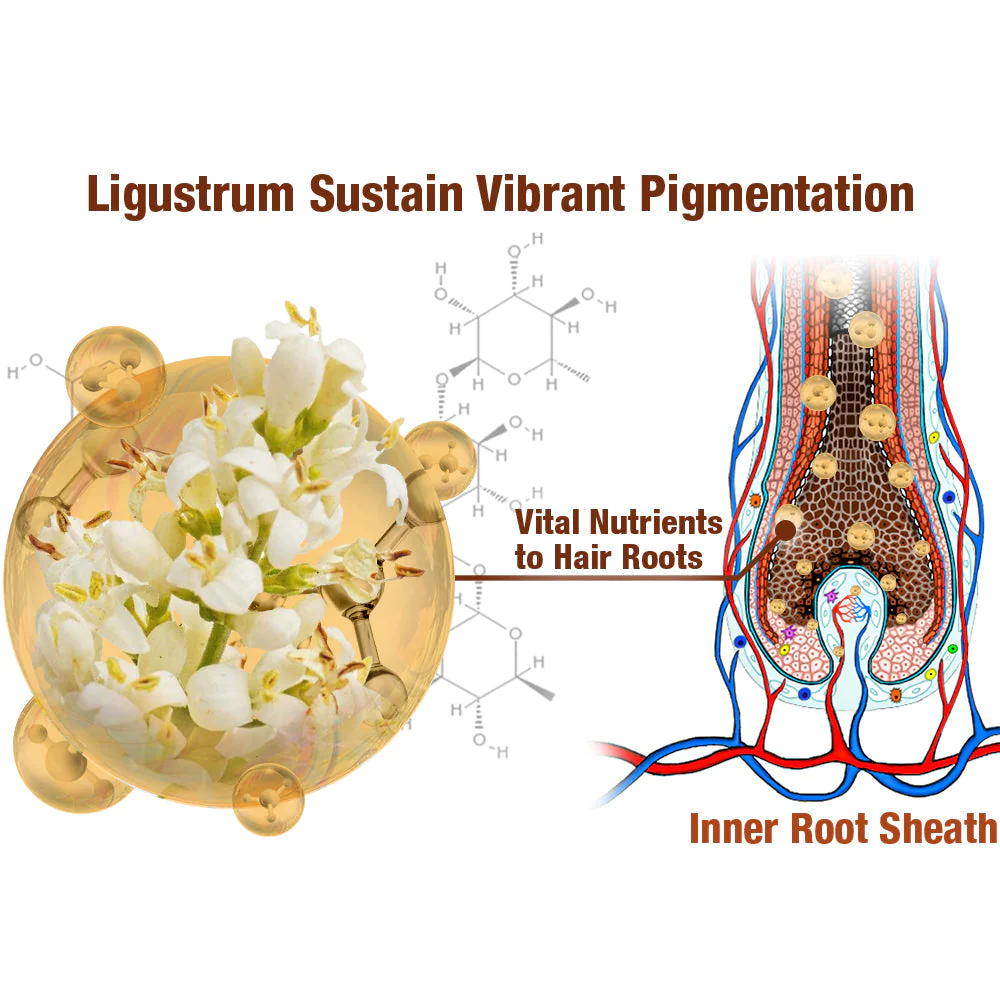 GFOUK™ BlackVelvet Hair Darkening Shampoo