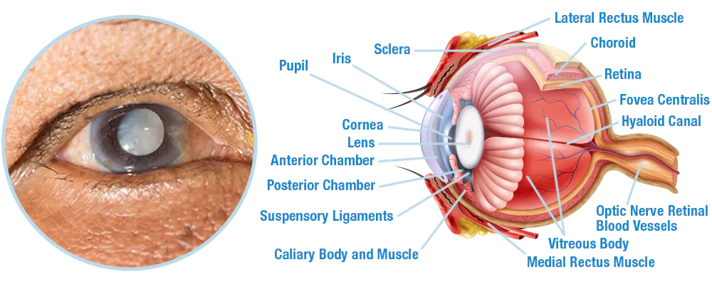 GFOUK™ OphthalTech Vision Vitality Electric Device - Image 5