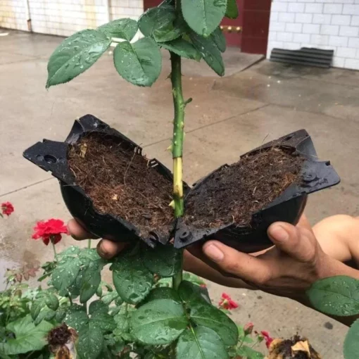 Caixa mágica de crescimento de raízes de plantas Ombill®
