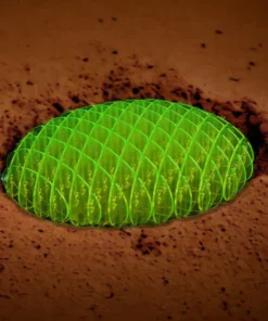 Seurico™ Kneading Worms