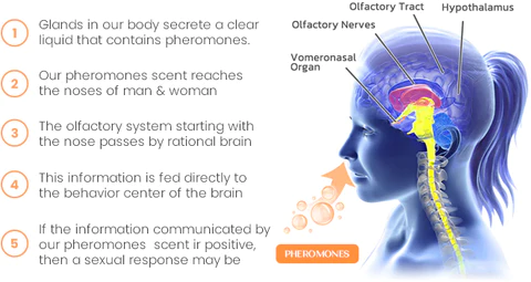 UNPREE™ Alpha Men Feromone Perfume