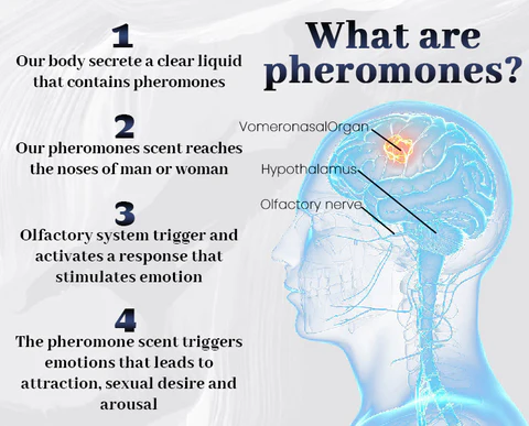 Biancat™ Magnet Pheromone Men Perfume 