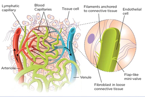 Ceoerty™ Lymph Therapy Ring