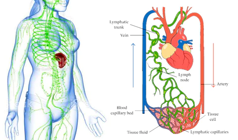 Ceoerty™ Lymph Therapy Ring