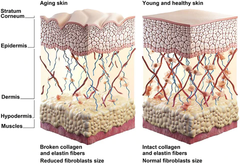 Firming Powerful V-Shape Face Care