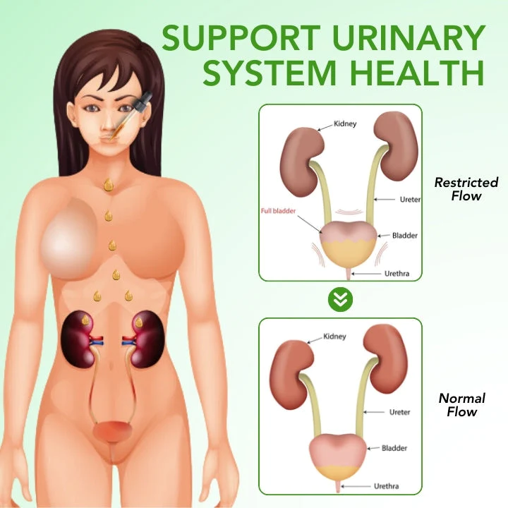 Fivfivgo™ Nieren-Boost-Tropfen