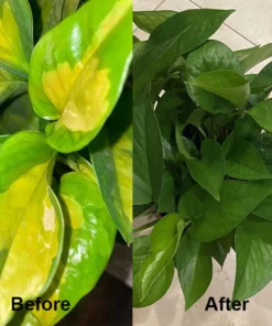 LIMETOW™ Chlorophyll Spray