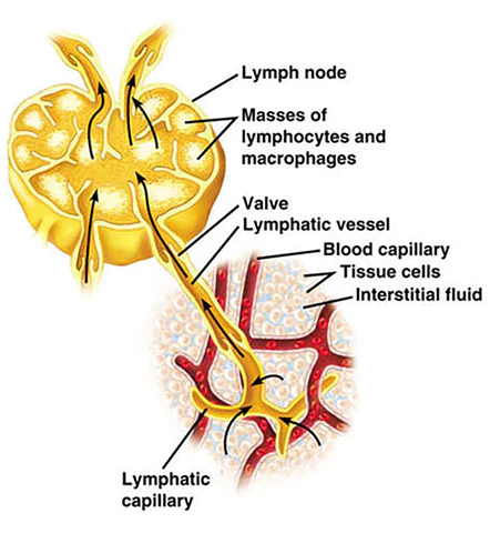 Lymphatic Detox inkiväärikylpykuorintasuolat