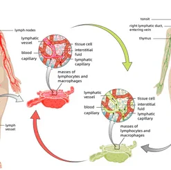 Cvreoz™ Bee Venom Foot Sole Acupoint Drainage Health Patch