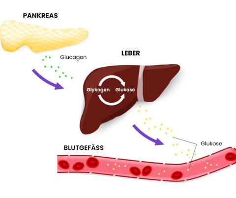Fivfivgo™ Apus Ion Therapeutisches SugarDown Titan Armband