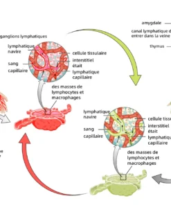 Cvreoz™ Le patch amincissant au venin d'abeille