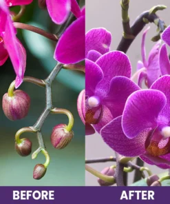 LIMETOW™ Orchid Plus Bloom Booster
