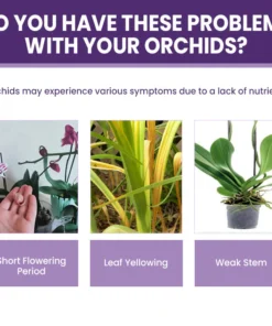 LIMETOW™ Orchid Plus Bloom Booster