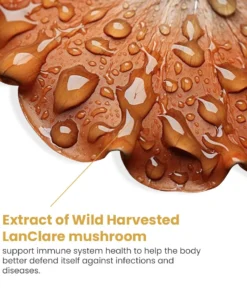 LanClare™ Mushroom Extract Rapid Immune Recovery