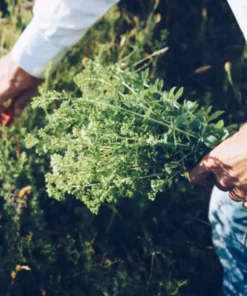 NEGUSY™ Oregano Essential Oil