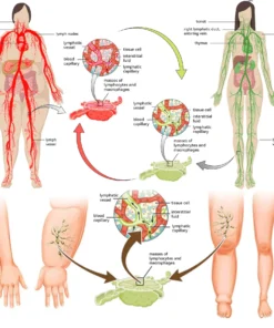 NESLEMY™ Honey Bee Lymphatic Drainage Slimming Patch