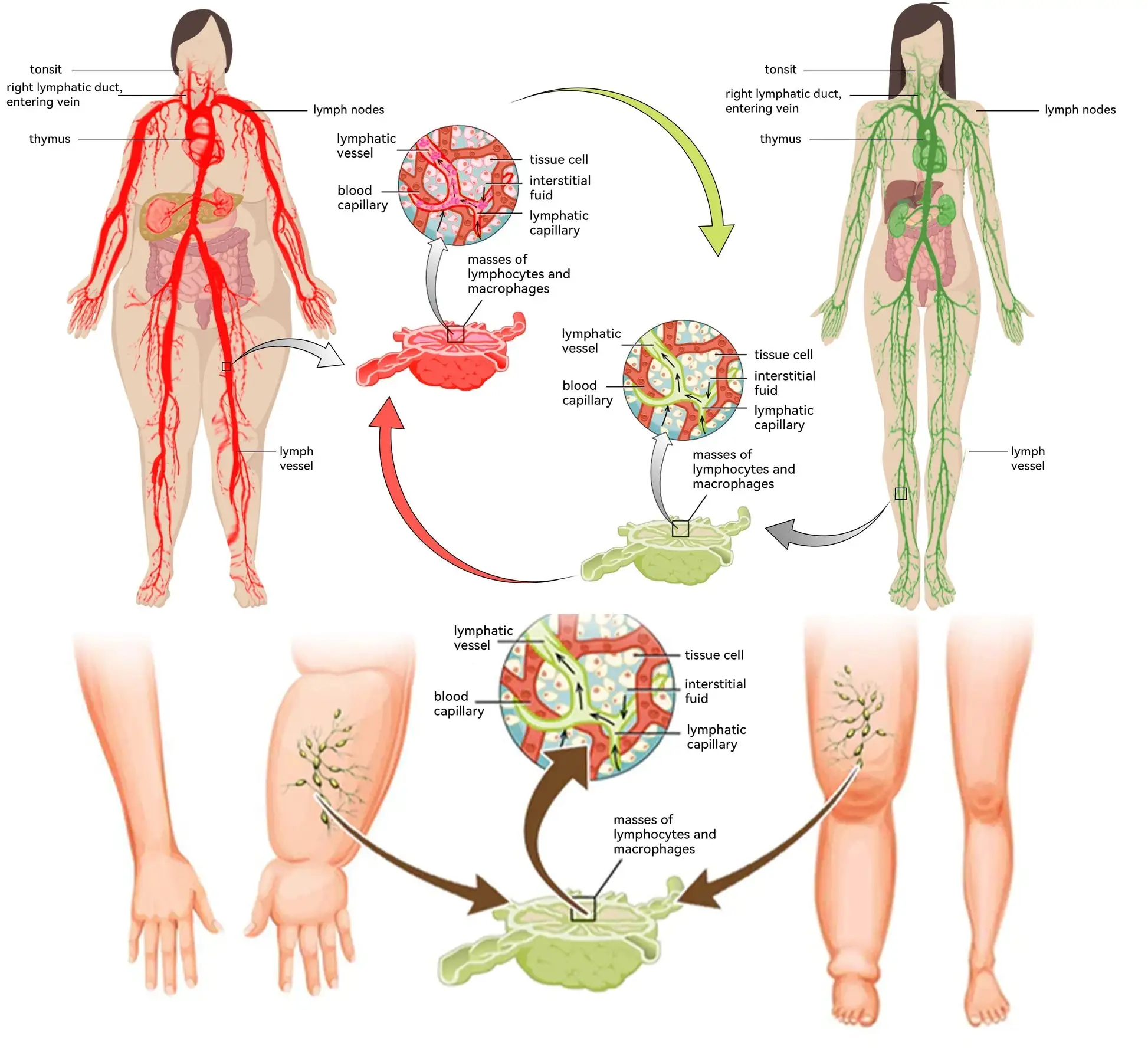 NESLEMY™ Honey Bee Lymphatic Drainage Slimming Patch