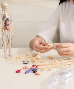 SciBlaz™ Clear Human Body Structure Model