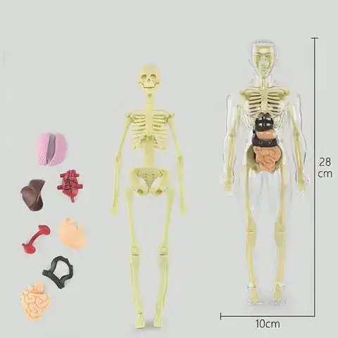 SciBlaz™ Clear Human Body Structure Model - Image 11