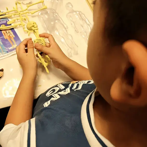 SciBlaz™ Clear Human Body Structure Model - Image 8