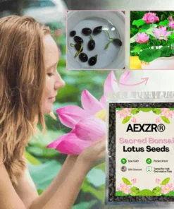 AEXZR® Sacred Bonsai Lotus Seeds