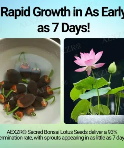 AEXZR® Sacred Bonsai Lotus Seeds