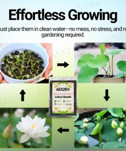AEXZR® Sacred Bonsai Lotus Seeds