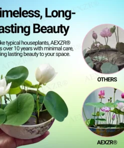 AEXZR® Sacred Bonsai Lotus Seeds